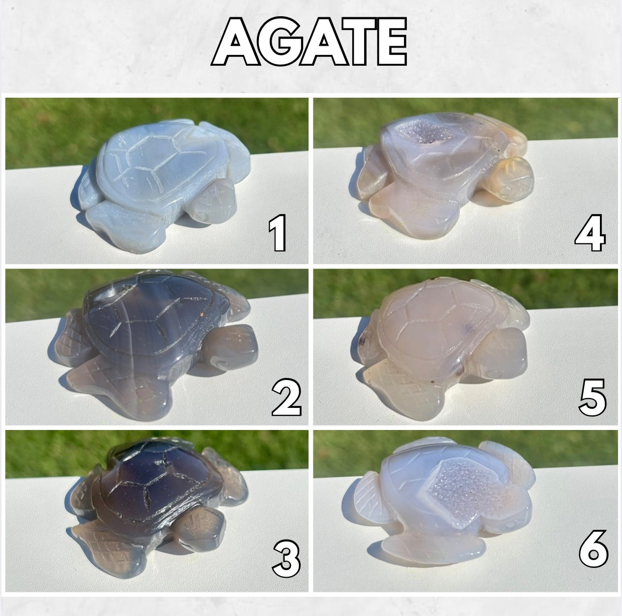 Tortues agate ou améthyste
