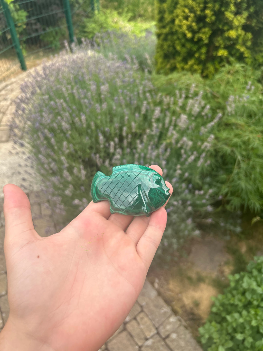 Poisson malachite￼