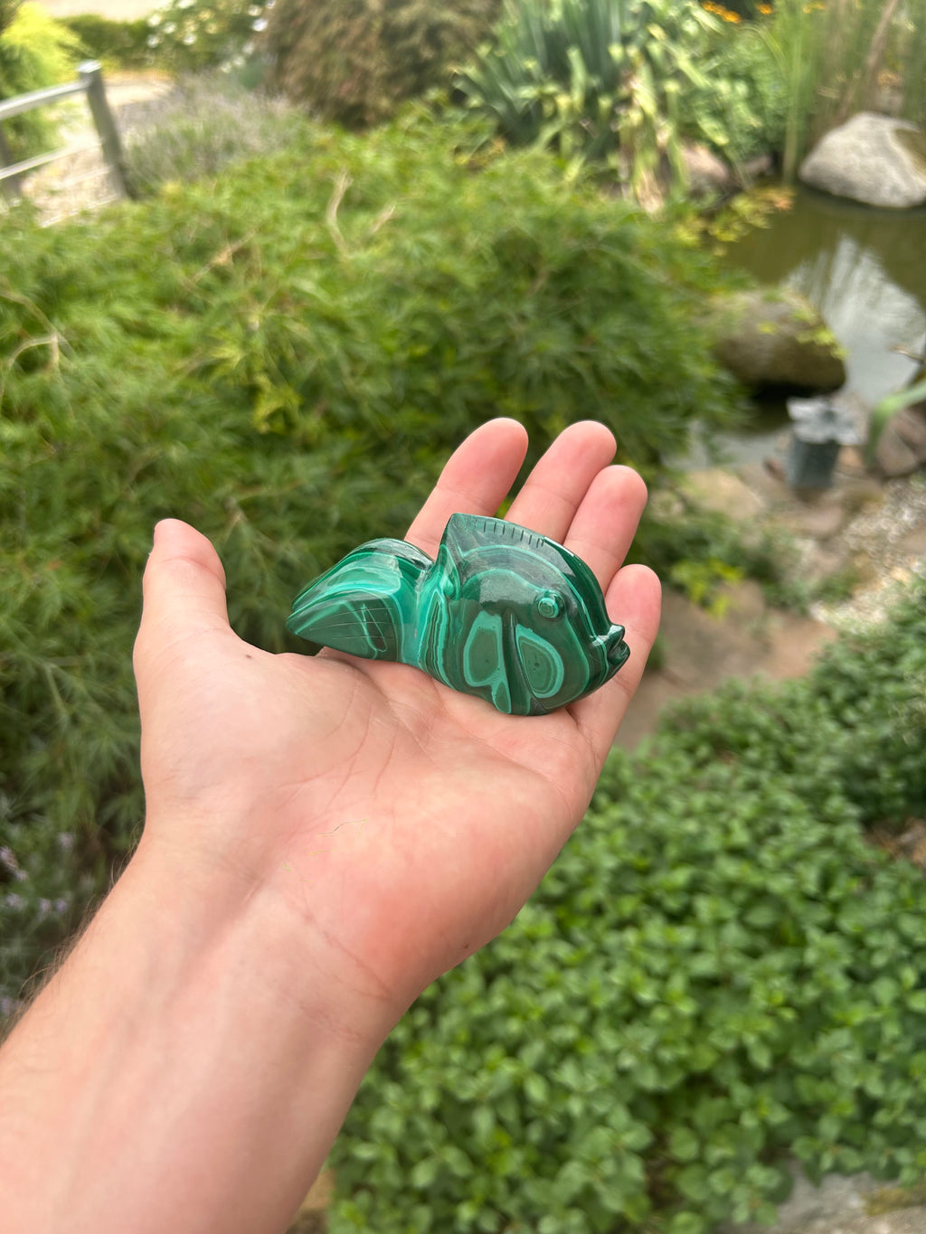 Poisson malachite￼