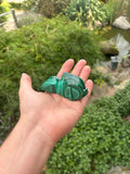 Poisson malachite￼