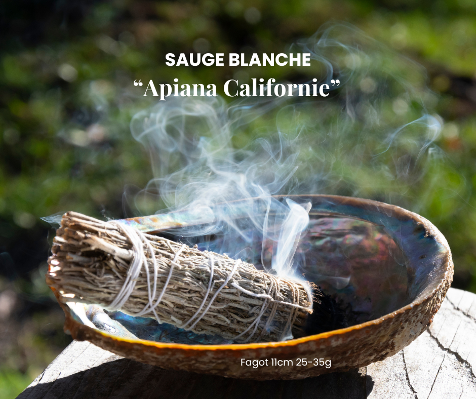Sauge Blanche Apiana – Californie